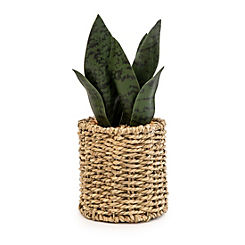 Candlelight Aloe Vera in Seagrass Basket