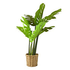 Candlelight Cheese Plant in Wicker Pot