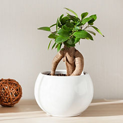 Ficus Microcarpa Ginseng ’Bonsai Fig’ 14cm Pot
