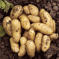 Seed Potato ’Charlotte’ (Pack of 6 Tubers)
