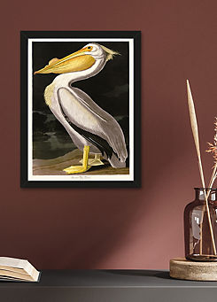 The Art Group John James Audubon American White Pelican Framed Print