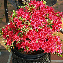 You Garden 3L Pot Rhododendron Bollywood