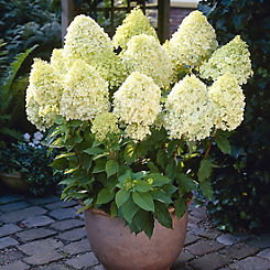 You Garden Hydrangea Paniculata ’Limelight’ 3 x 9cm Pots