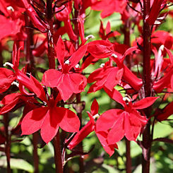 You Garden Lobelia Speciosa Queen Victoria - Cardinal Flower (2 x 9 cm Pots)