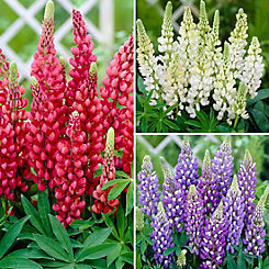You Garden Lupin ’Gallery’ Collection (3 x 9 cm Pots)