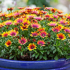 You Garden Osteospermum ’ Purple Sun’ 6 Plug Plants