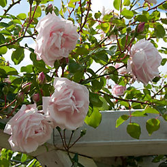You Garden Rose ’New Dawn’ Climbing (3L Potted)