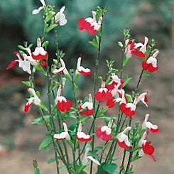 You Garden Salvia Hardy ’Lips’ Collection - 12 x Plug Plants