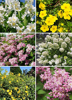 You Garden Summer Flowering Hardy Shrub Collection - Set of 6 9cm Potted Plants