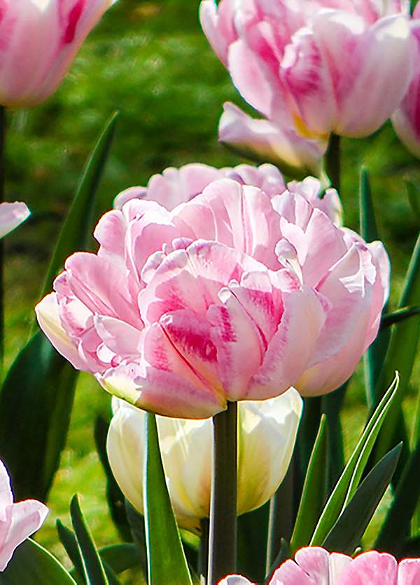You Garden Tulip Double Pink Set of 20 Bulbs | Curvissa