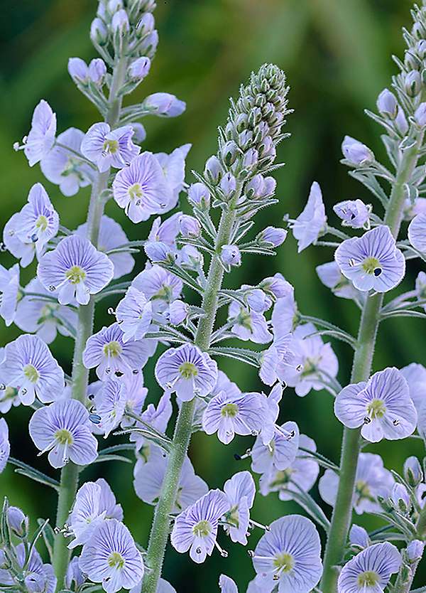 Veronica gentianoides shop